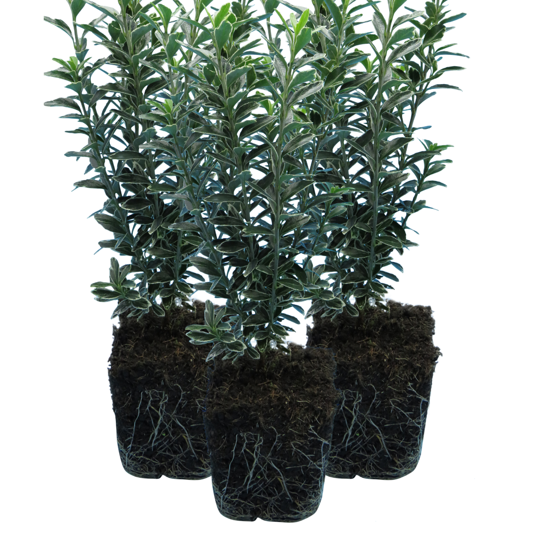 EUONYMUS MICROPHYLLUS ALBOVARIEGATUS
