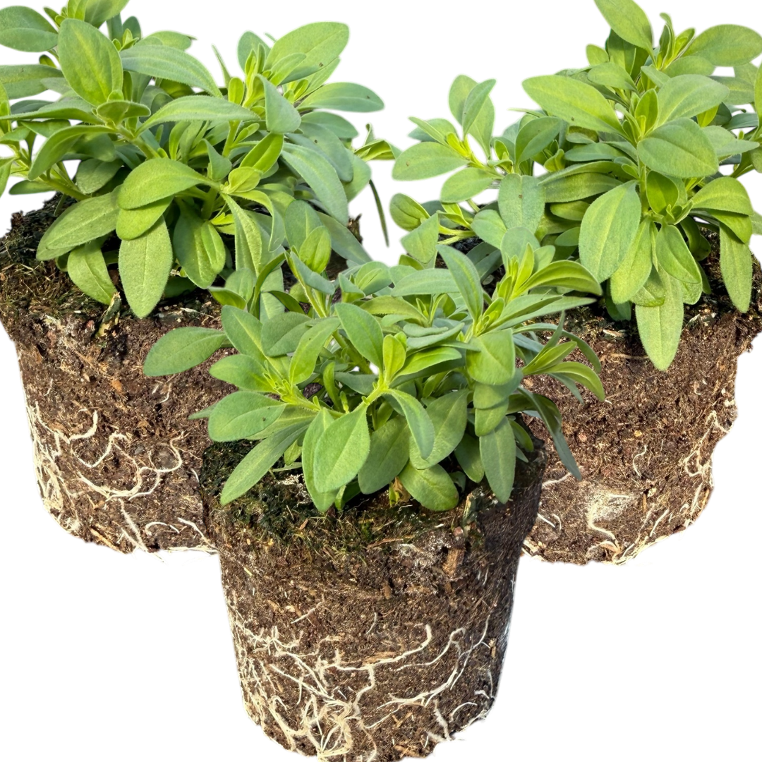 Set of 3 or 6 Large Plants - Calibrachoa Cabaret Pure Yellow, Outdoor Garden Ready