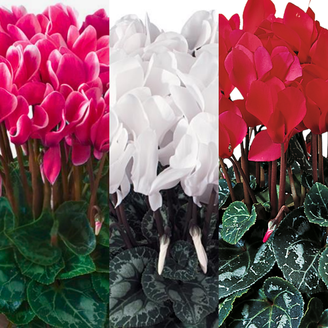 Large Cyclamen Flame Growers Selection
