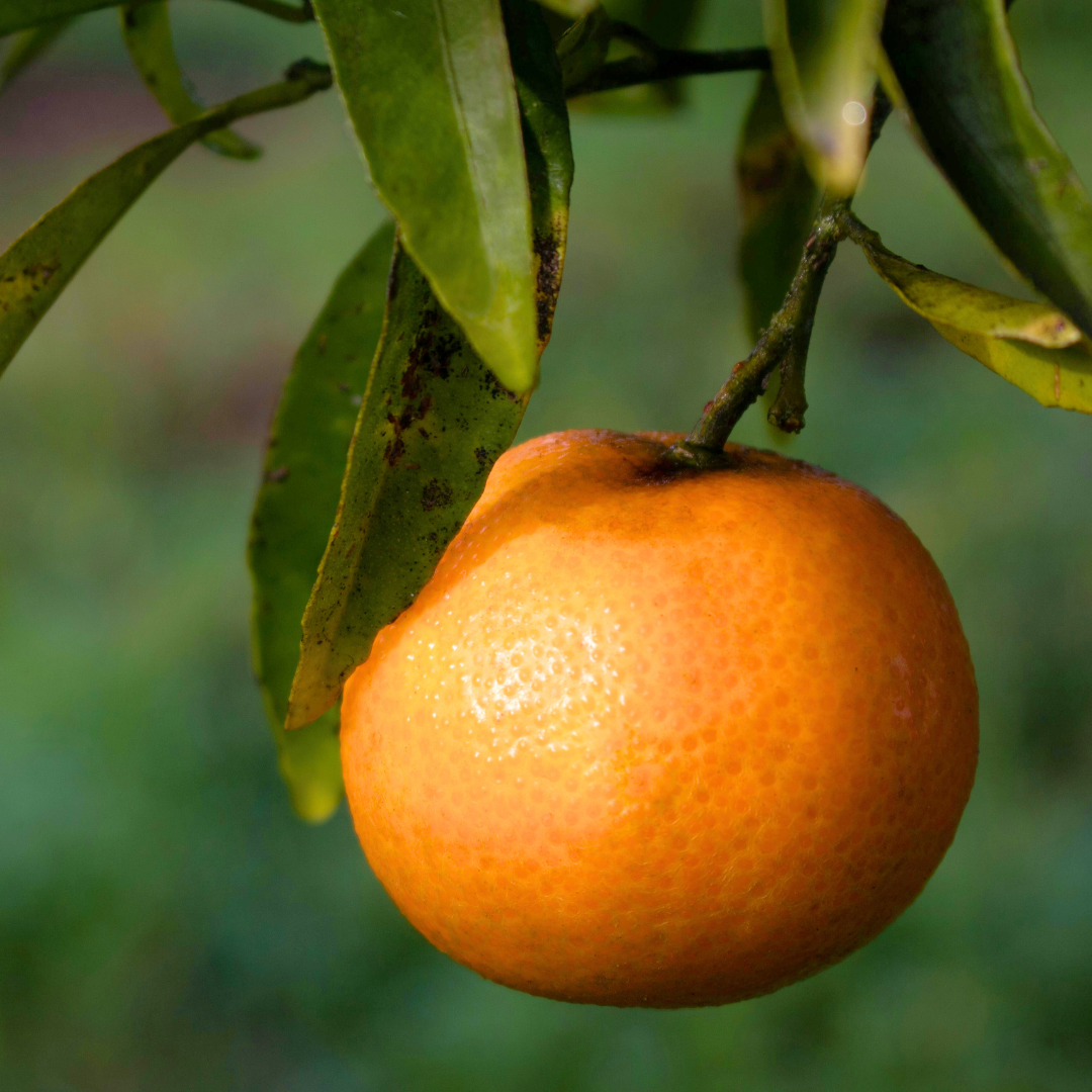 Mini Clementine