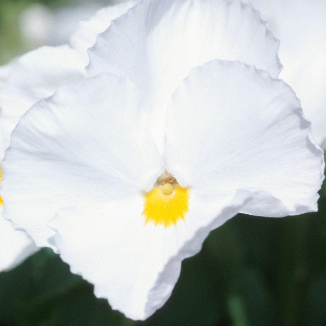 Upright Pansy Delta Pro Clear White