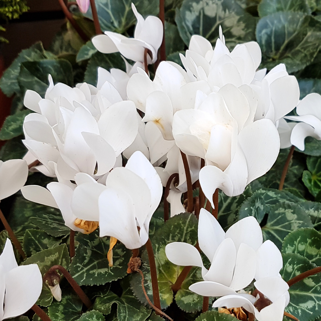 Cyclamen White 10.5cm