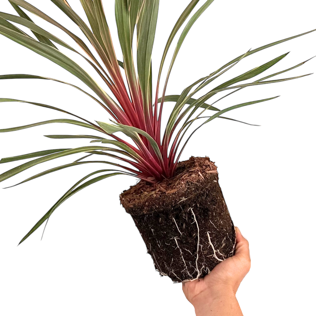 Cordyline Magic Star