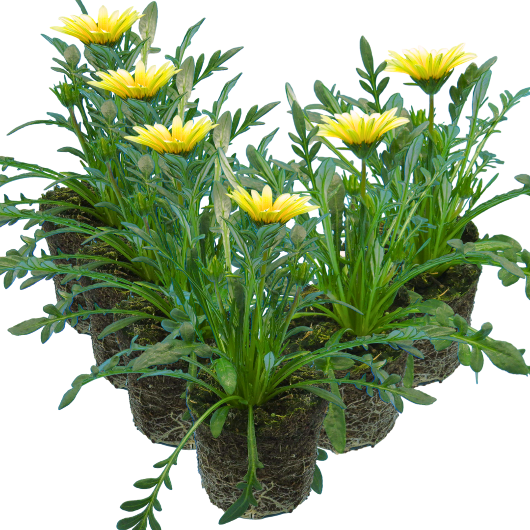 Set of 3 or 6 Large Plants - Gazania Kiss White Improved, Ready to Plant in Your Garden