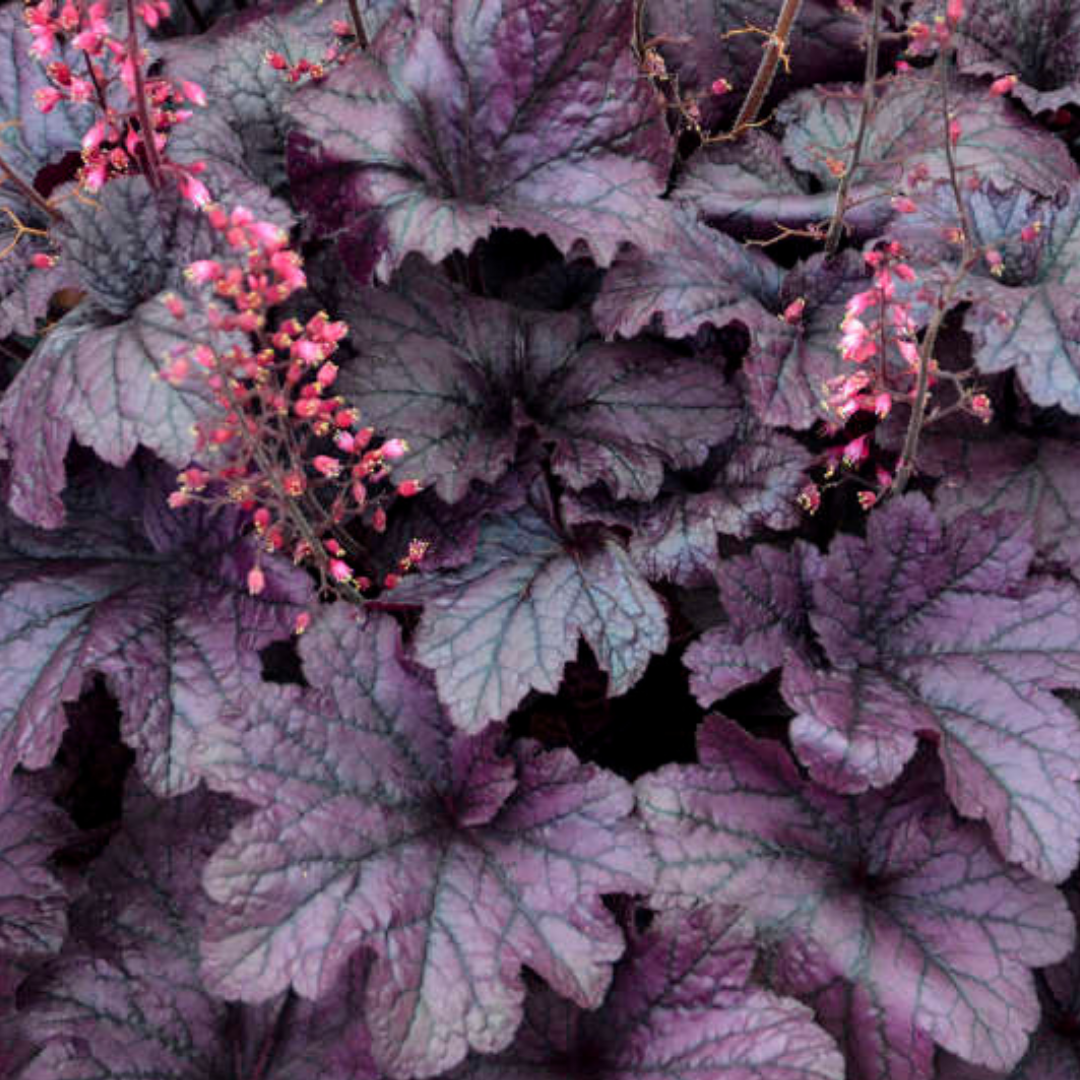 Heuchera Grape Timless
