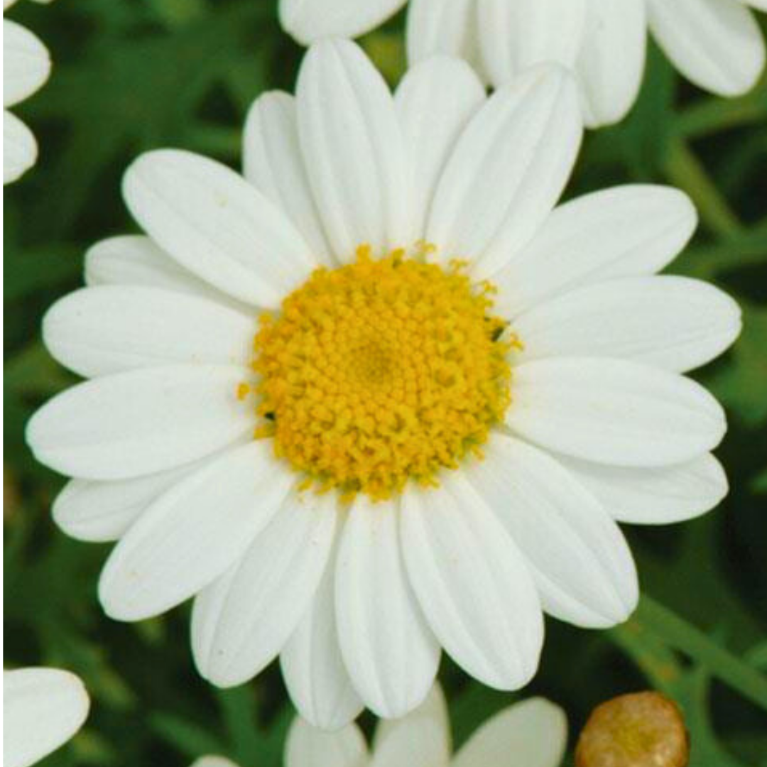 Set of 3 or 6 Large Plants - Argyranthemum Madeira White, Outdoor Garden Ready