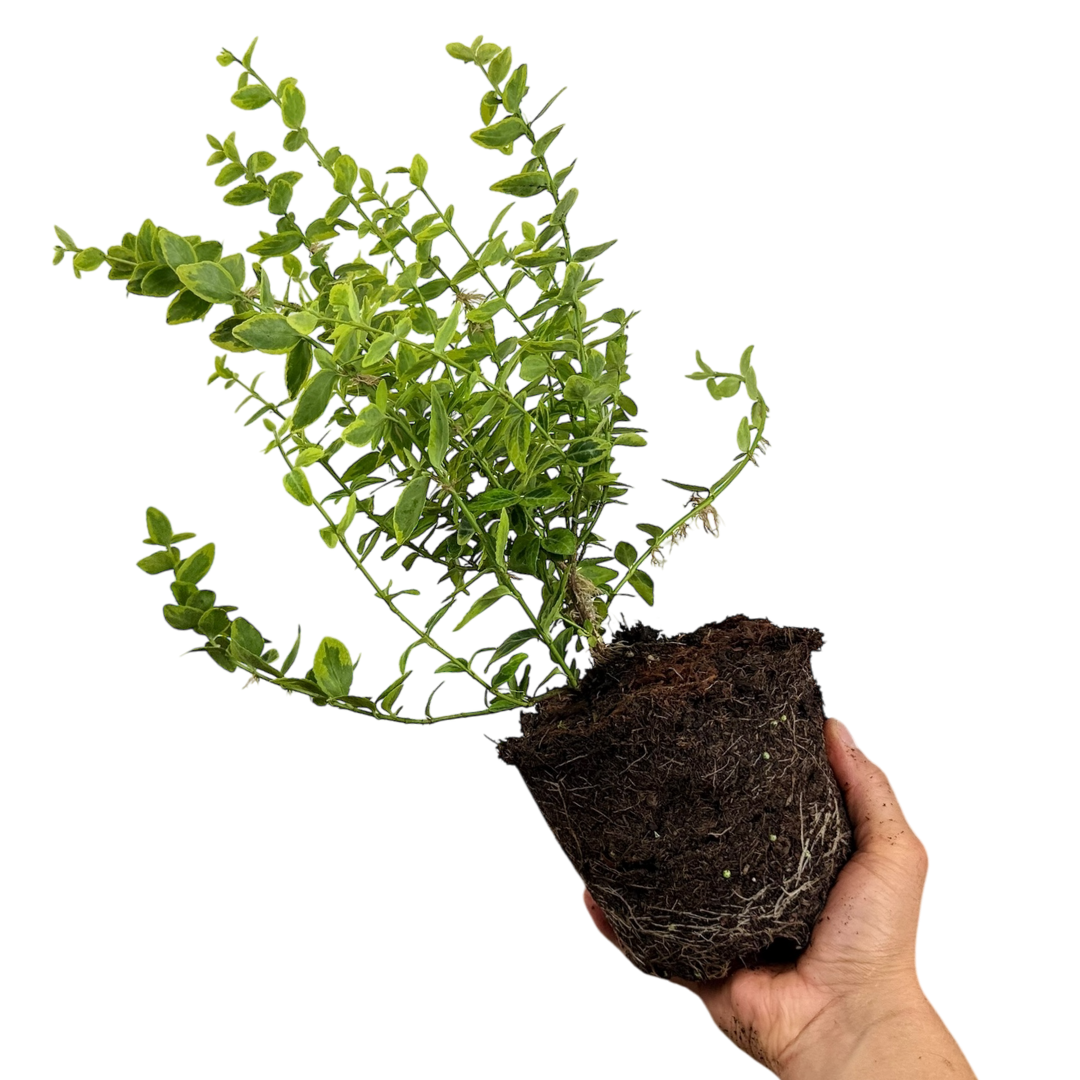 Euonymus Emerald n Gold