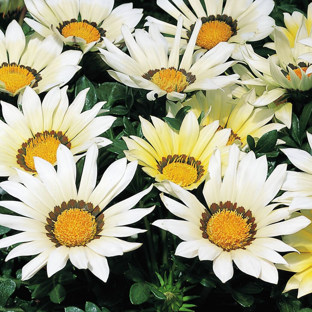 Set of 3 or 6 Large Plants - Gazania Kiss White Improved, Ready to Plant in Your Garden