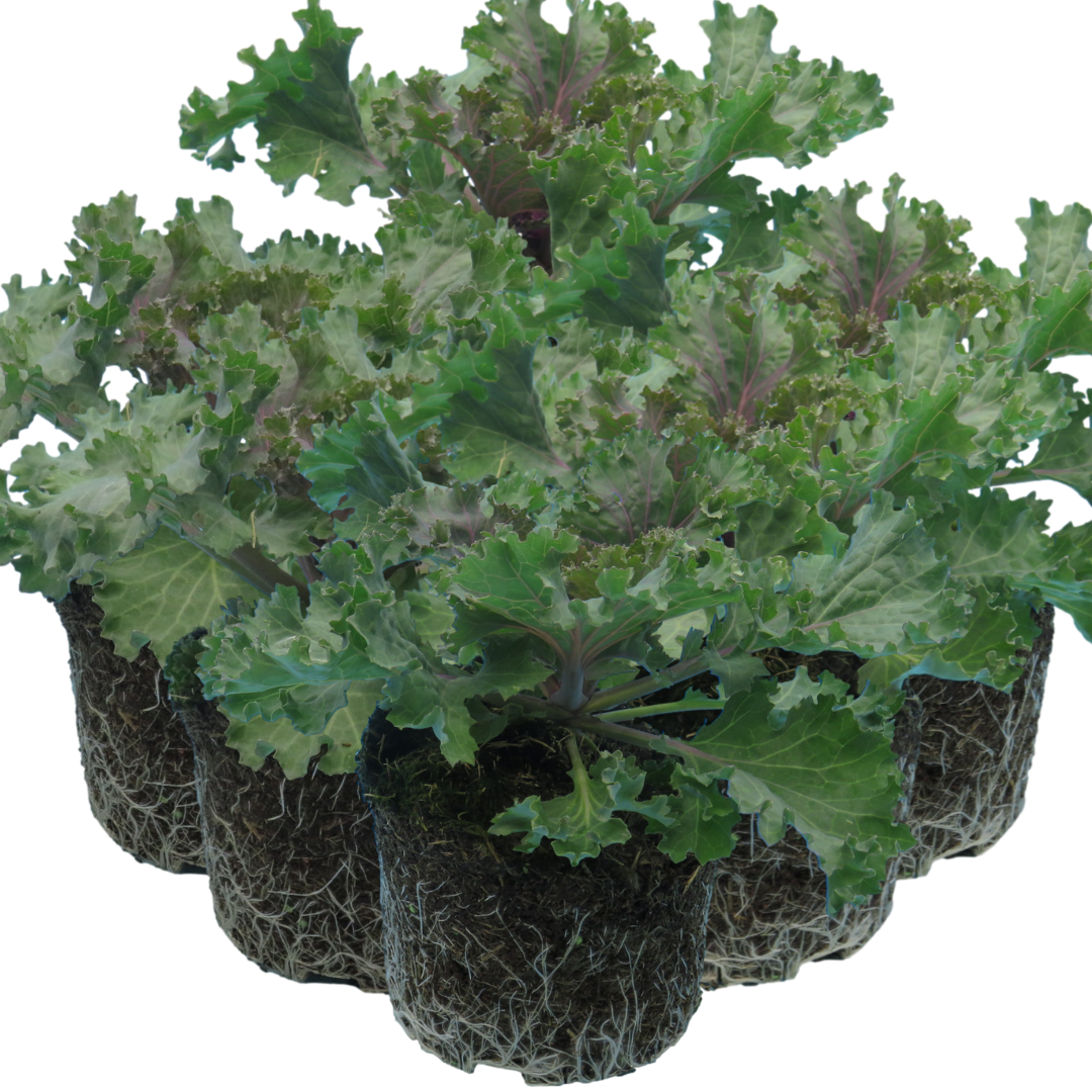 Ornamental Cabbage Rose