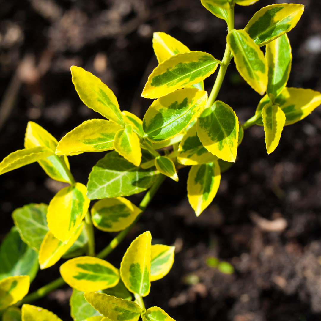 Euonymus Emerald n Gold