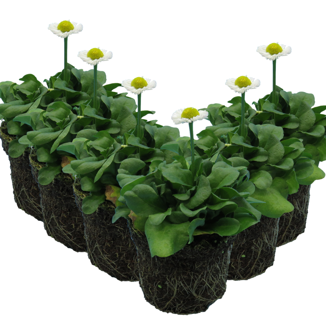 Bellis White