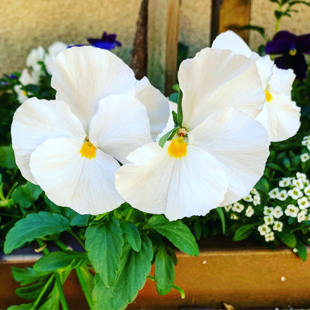 Upright Pansy Delta Pro Clear White