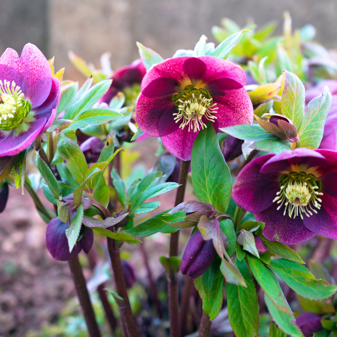 Hellebore Frostkiss Pippas Purple
