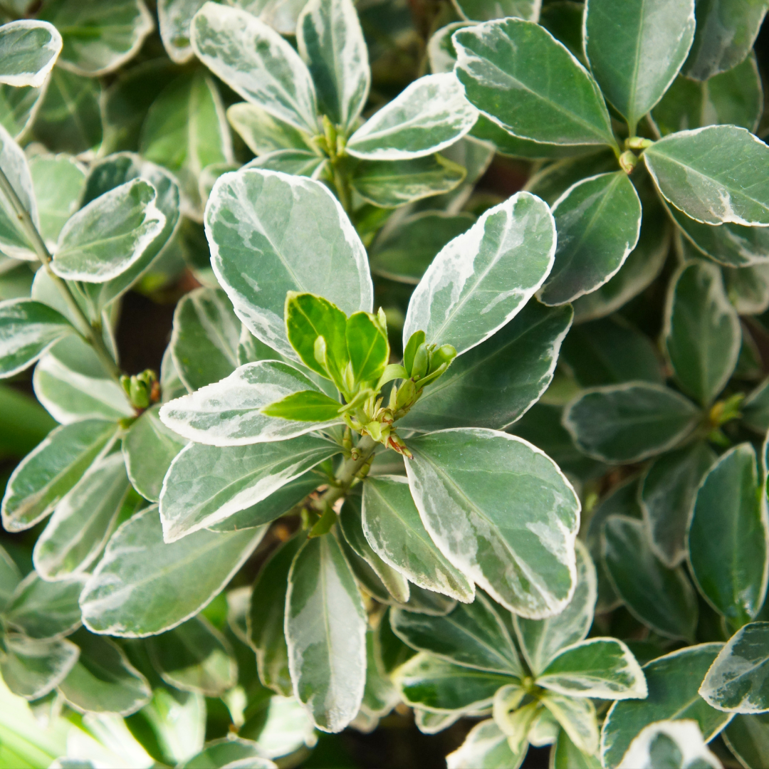 Euonymus Albomarginatus