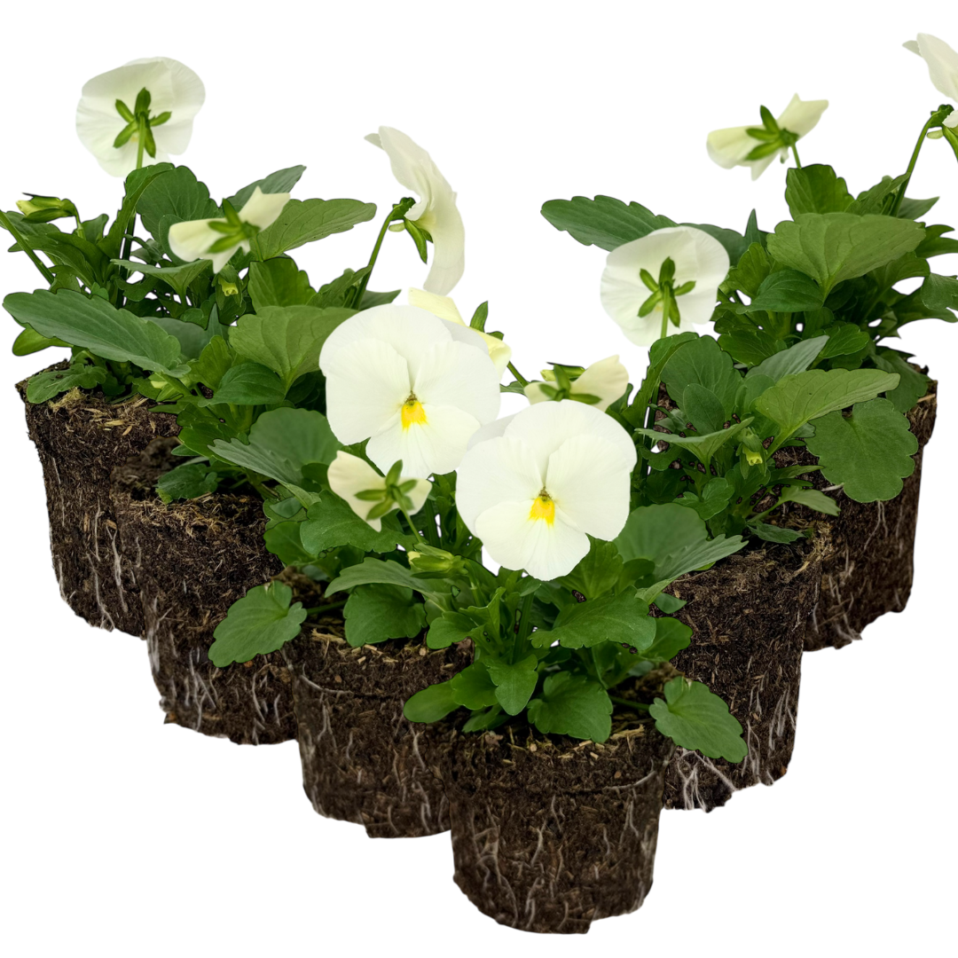 Upright Pansy Delta Pro Clear White