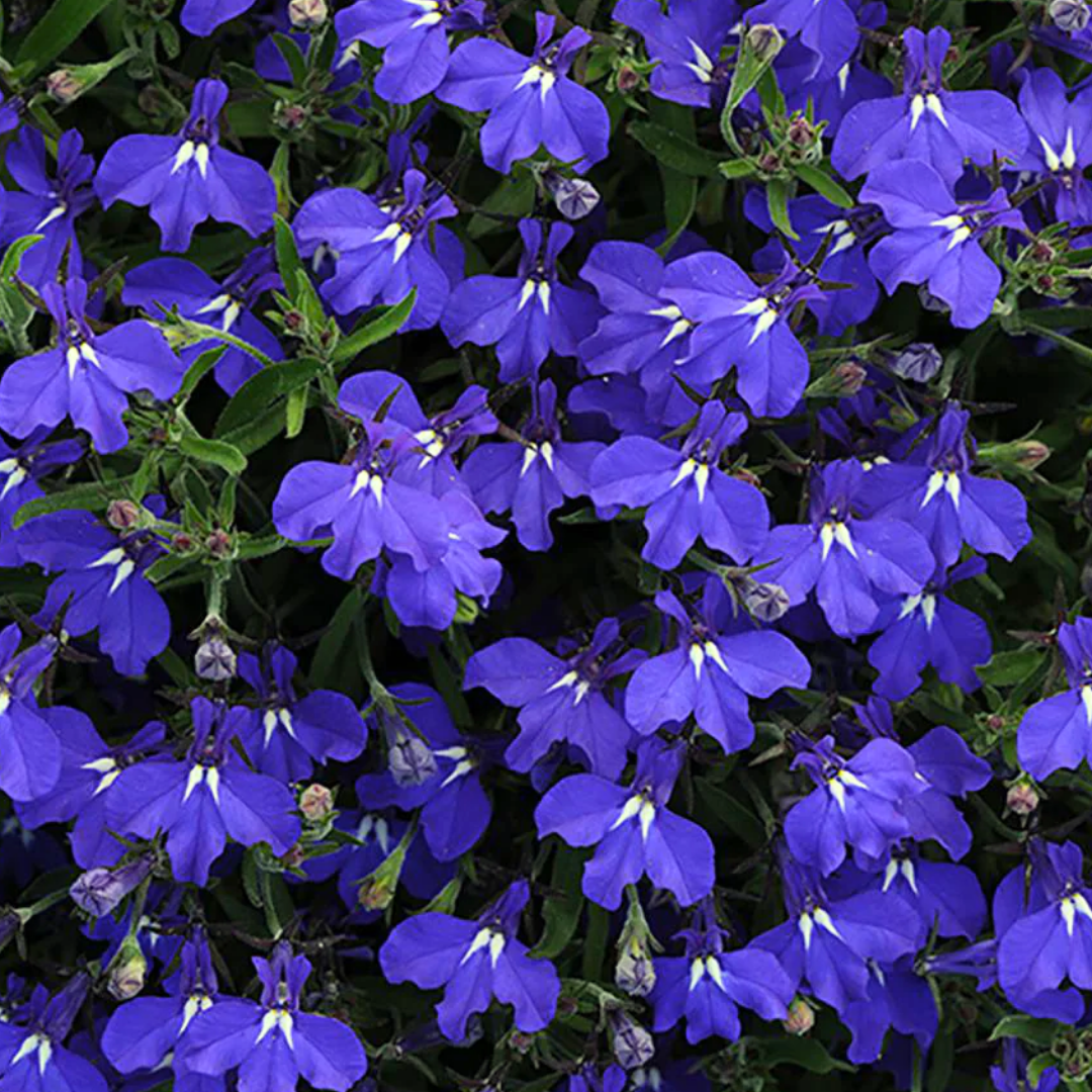 Set of 3 or 6 Large Lobelia Plants - Sweet Springs Dark Blue, Ready to Plant in Your Garden