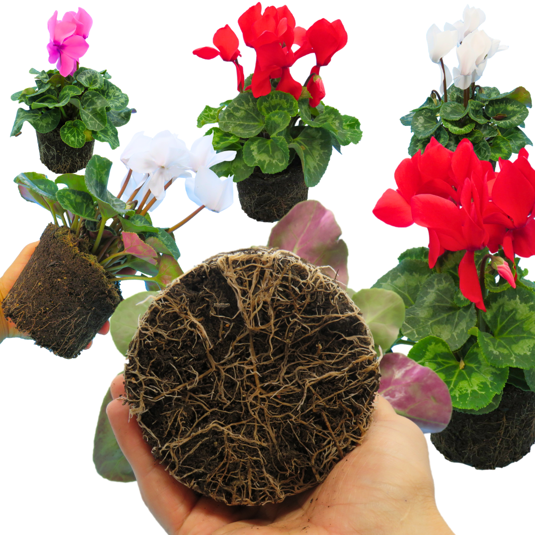 Large Cyclamen Flame Growers Selection