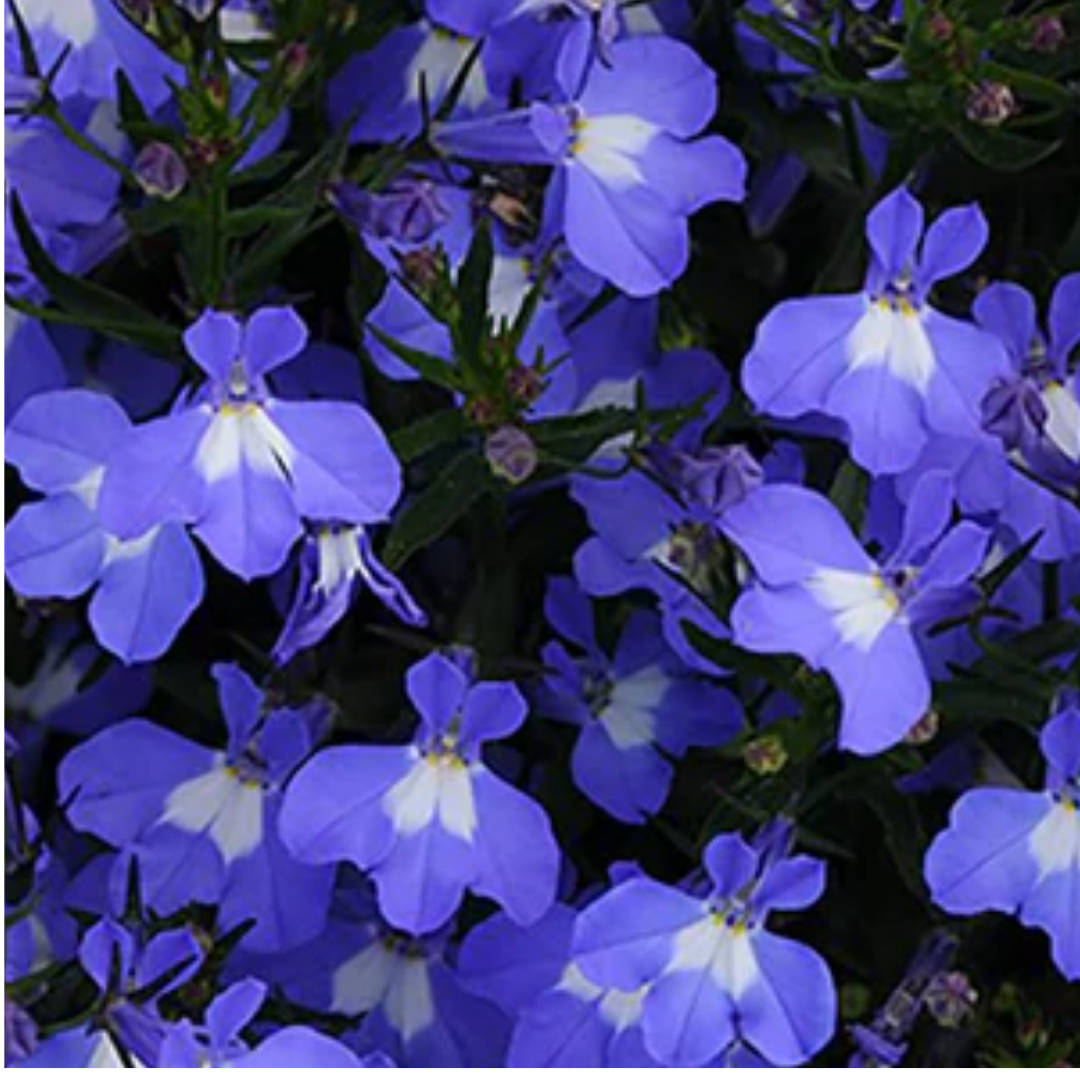 Set of 3 or 6 Large Lobelia Plants - Sweet Springs Dark Blue, Ready to Plant in Your Garden