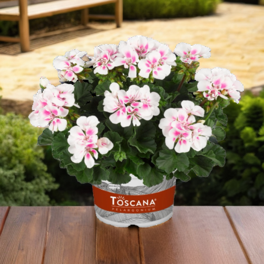 Set of 3 or 6 Large Plants - Pelargonium Toscana Dolce Vita Stella, Ready to Plant in Garden
