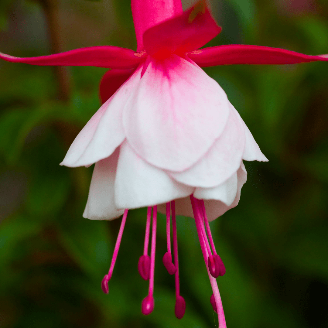 Fuchsia Alice Hoffman - Frankton's