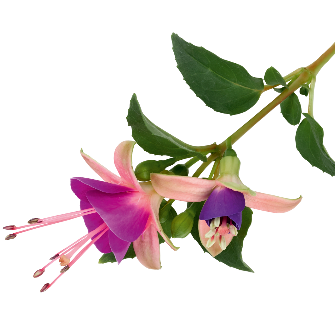 Fuchsia Diva Light Pink and Purple - Frankton's