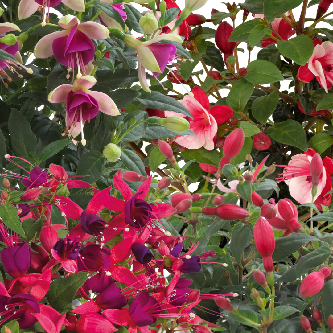 Fuchsia Diva Random Colour Mix - Frankton's