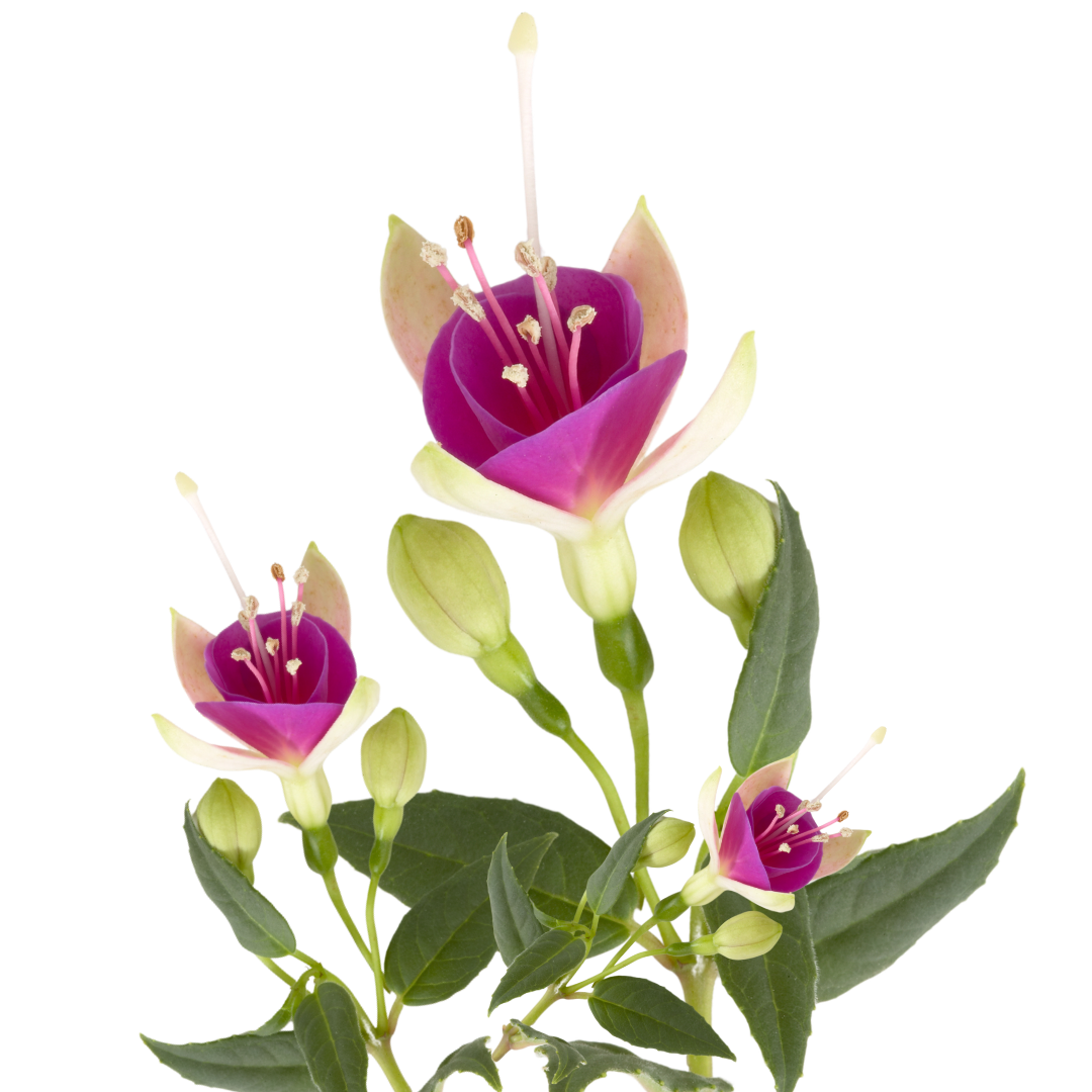 Fuchsia Diva White and Violet - Frankton's