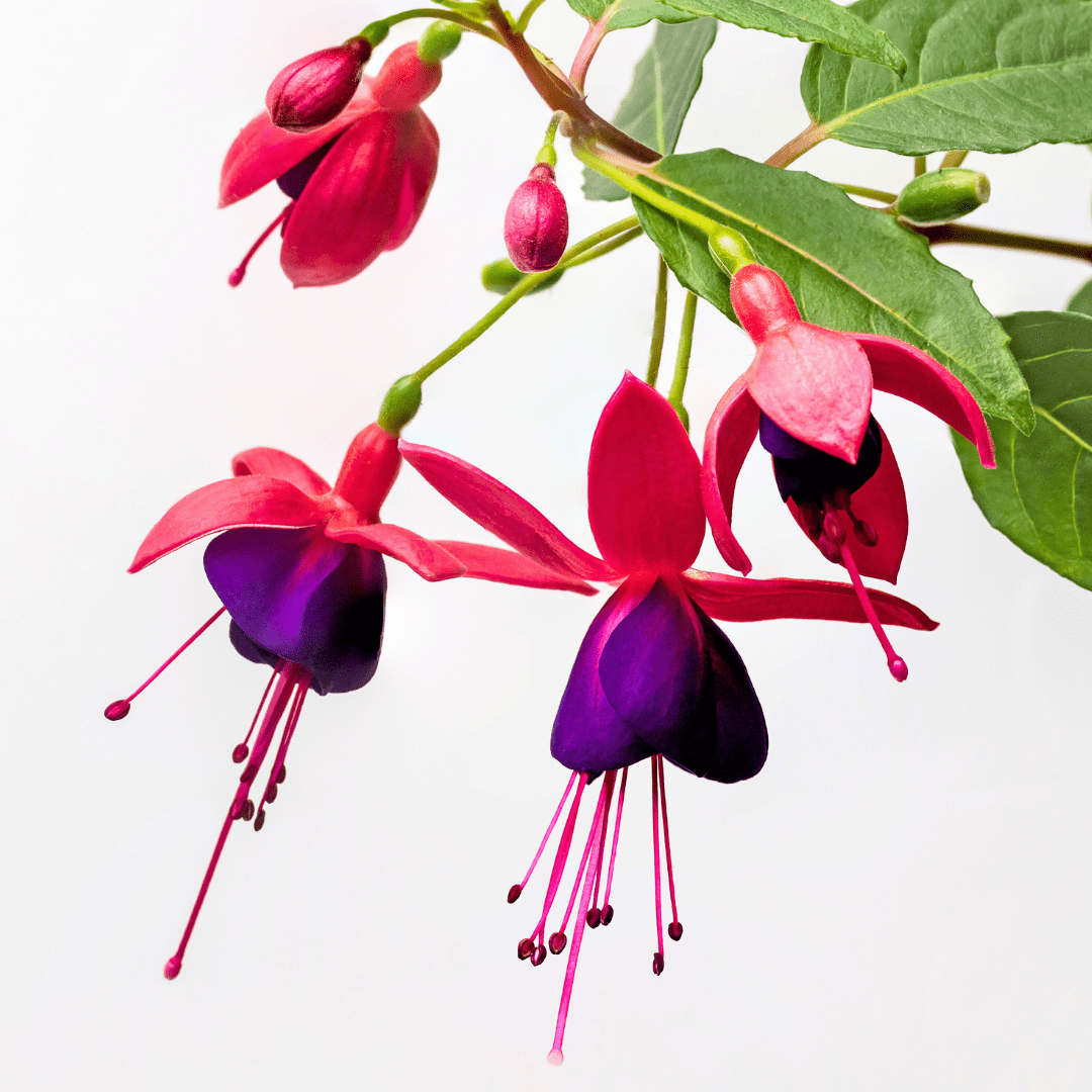 Fuchsia Dollar Princess - Frankton's