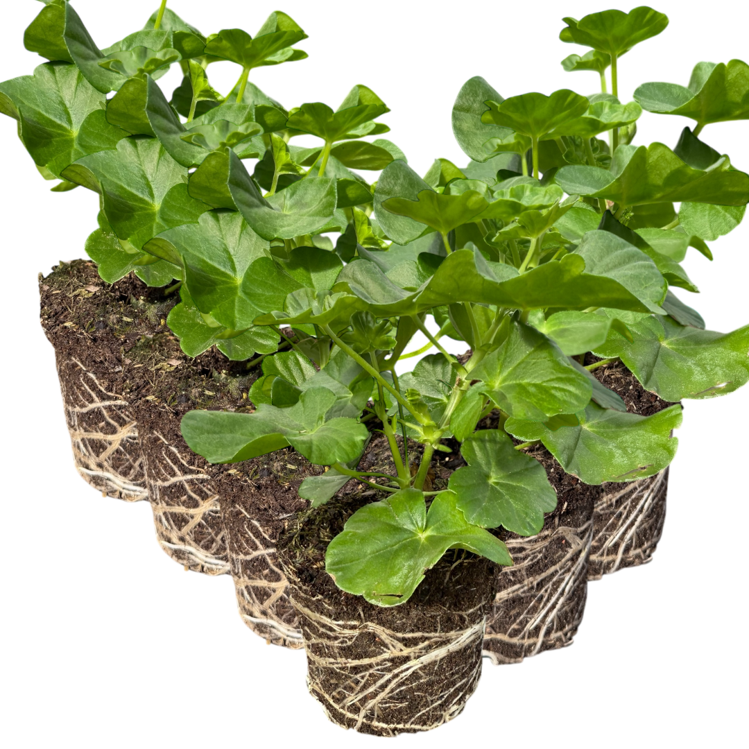 Geranium Sunflair Ruben - Frankton's