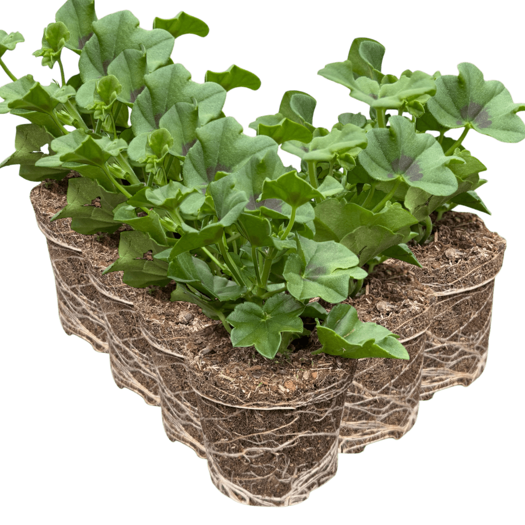 Geranium Tornado White - Frankton's