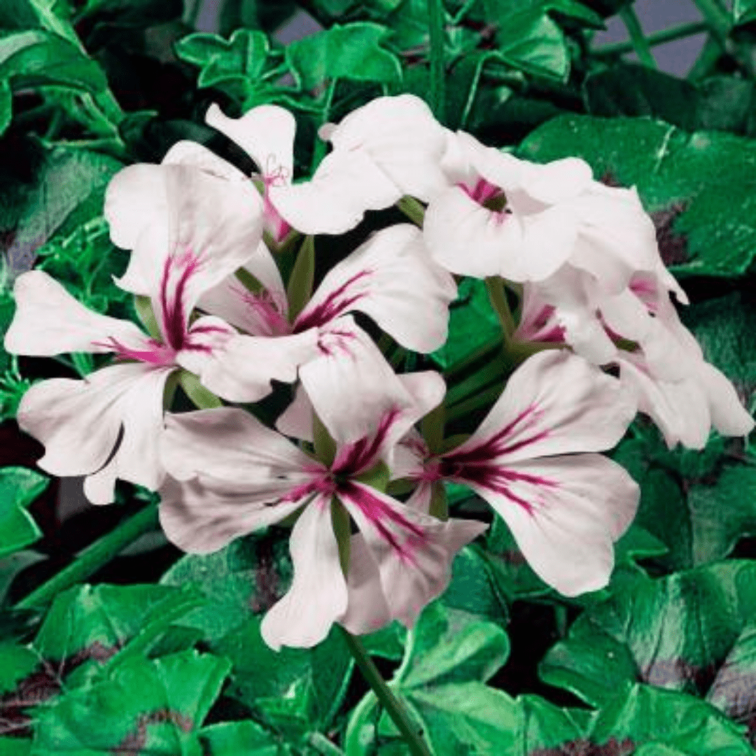 Geranium Tornado White - Frankton's