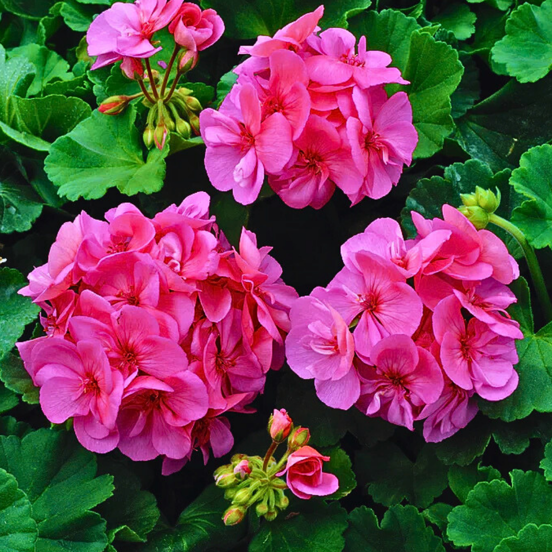 Geranium Toscana Anne - Frankton's