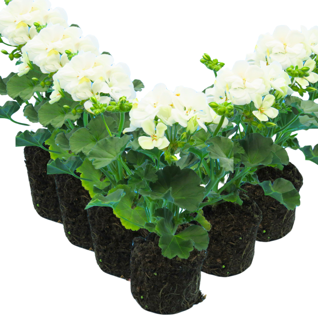 Geranium Toscana Erika - Frankton's