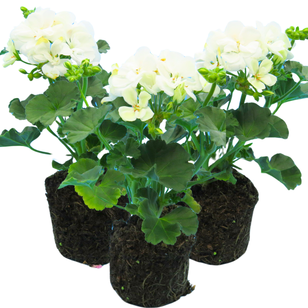 Geranium Toscana Erika - Frankton's