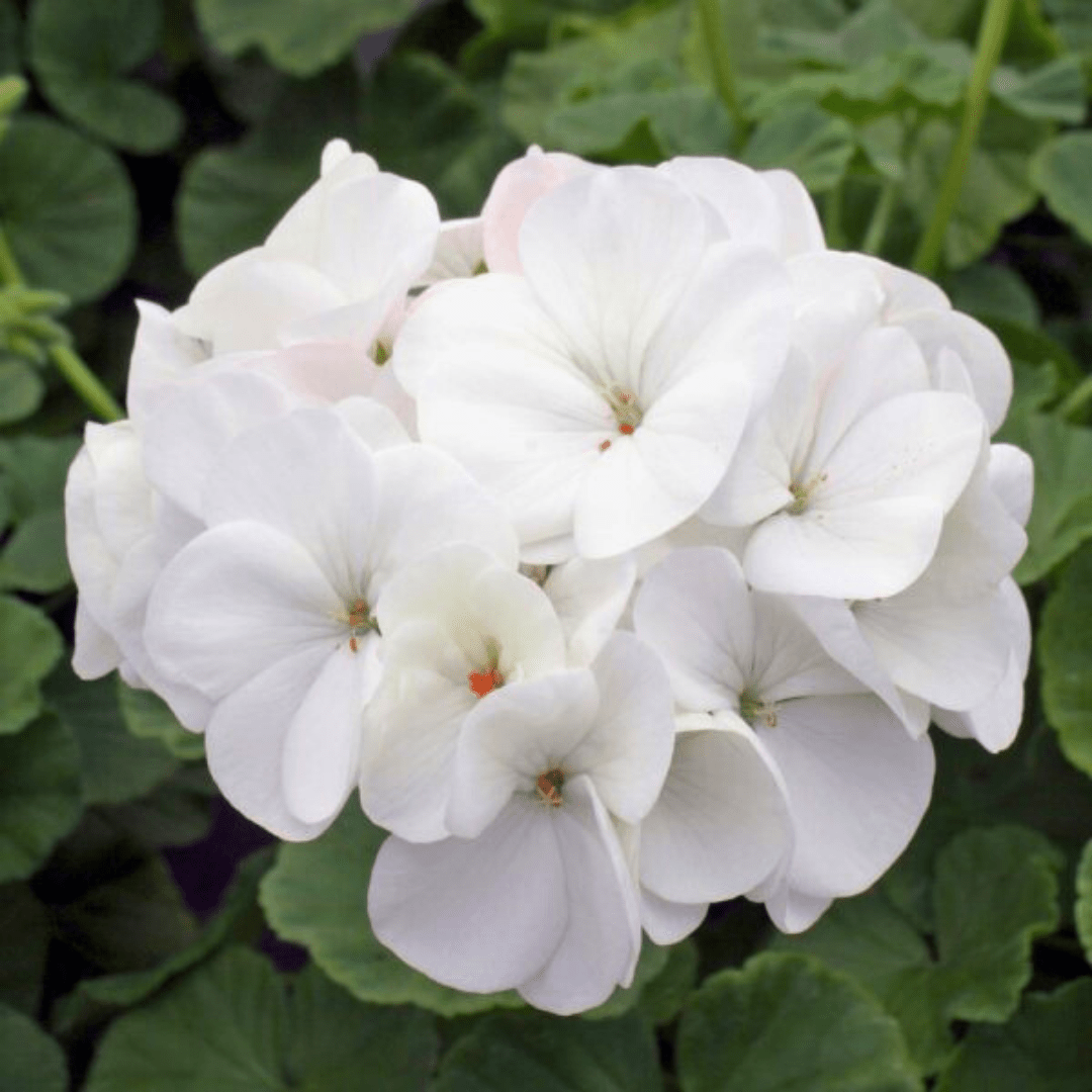 Geranium Toscana Erika - Frankton's