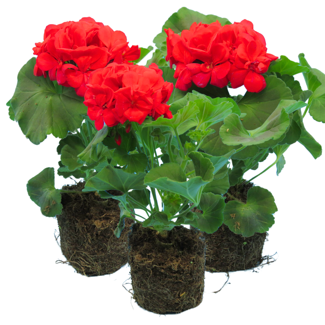Geranium Toscana Mylena - Frankton's