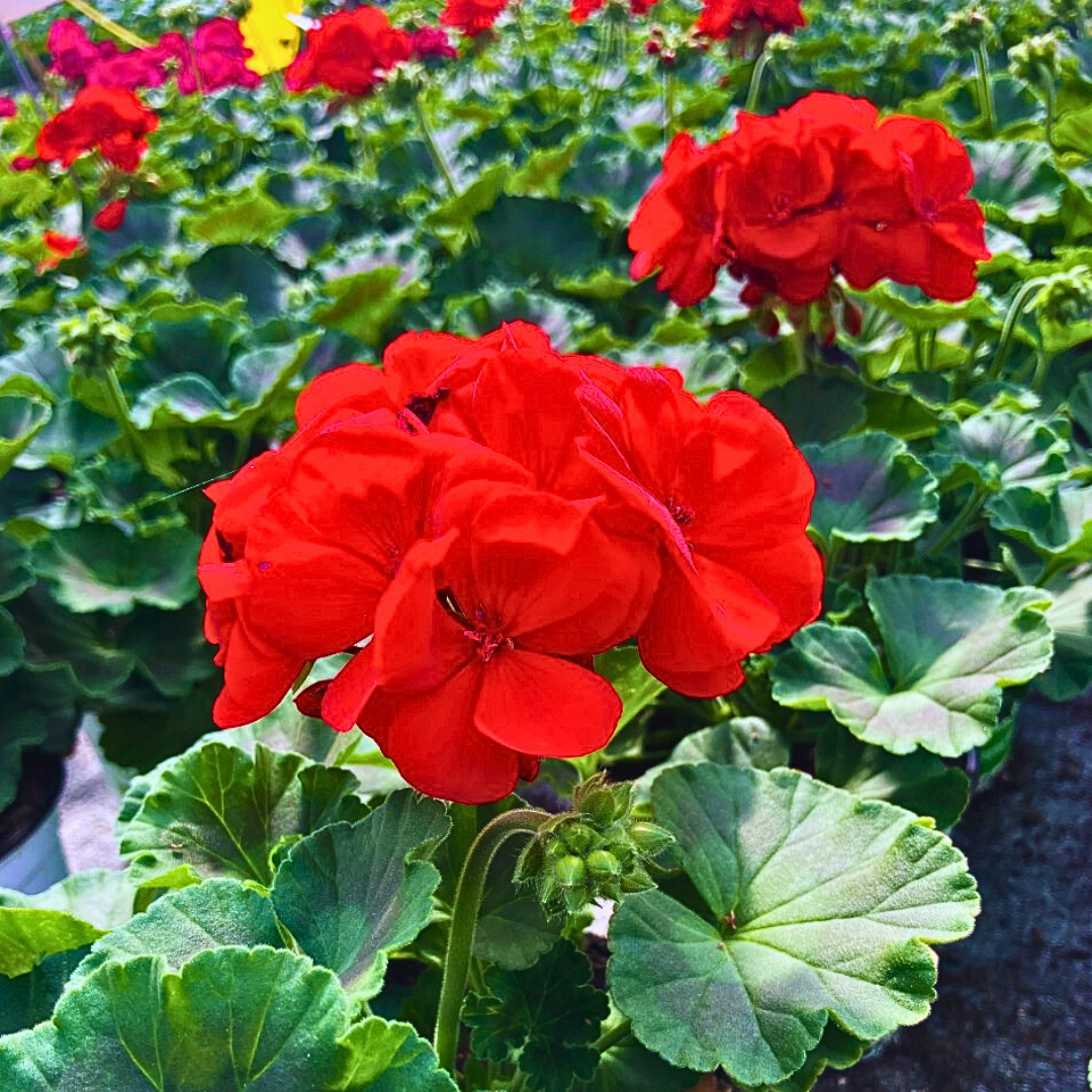 Geranium Toscana Senna - Frankton's