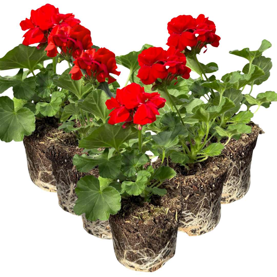 Geranium Toscana Senna - Frankton's