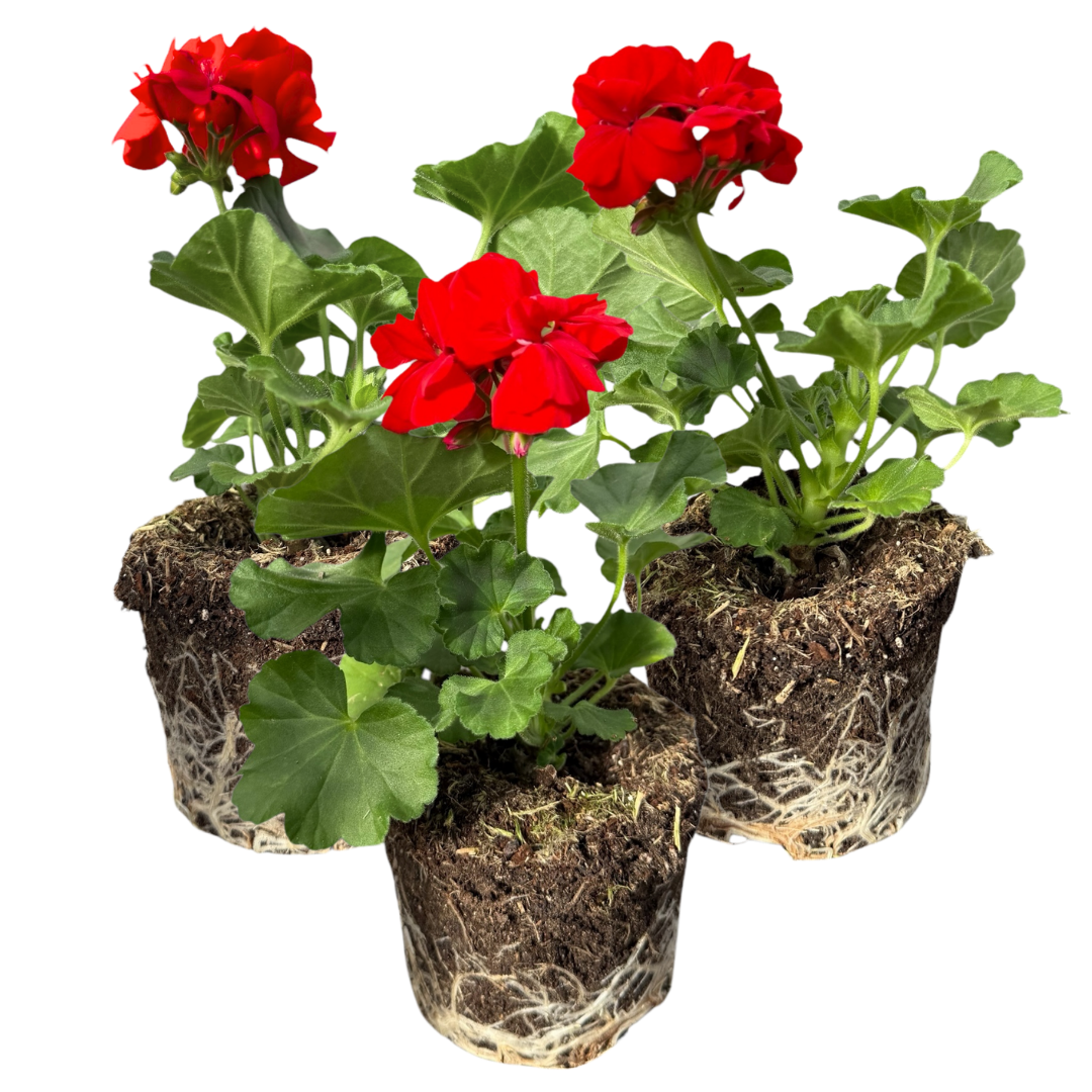 Geranium Toscana Senna - Frankton's