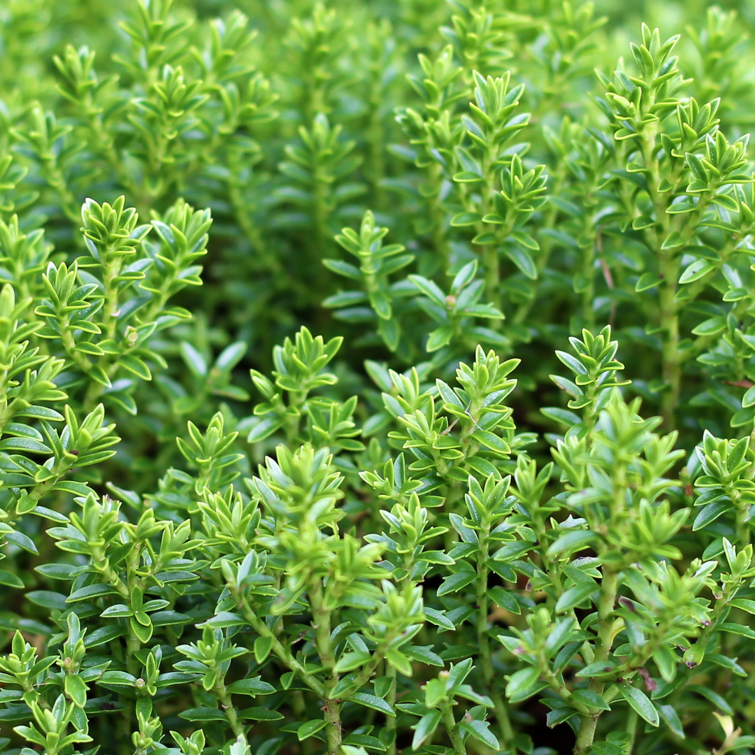 Hebe Little Leaves Green - Frankton's