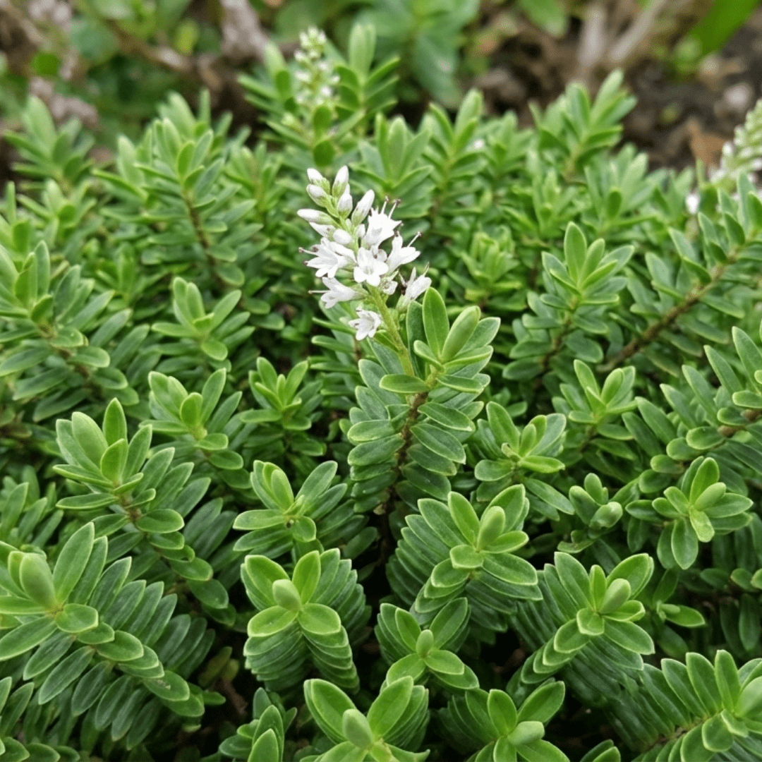 Hebe Little Leaves Green - Frankton's
