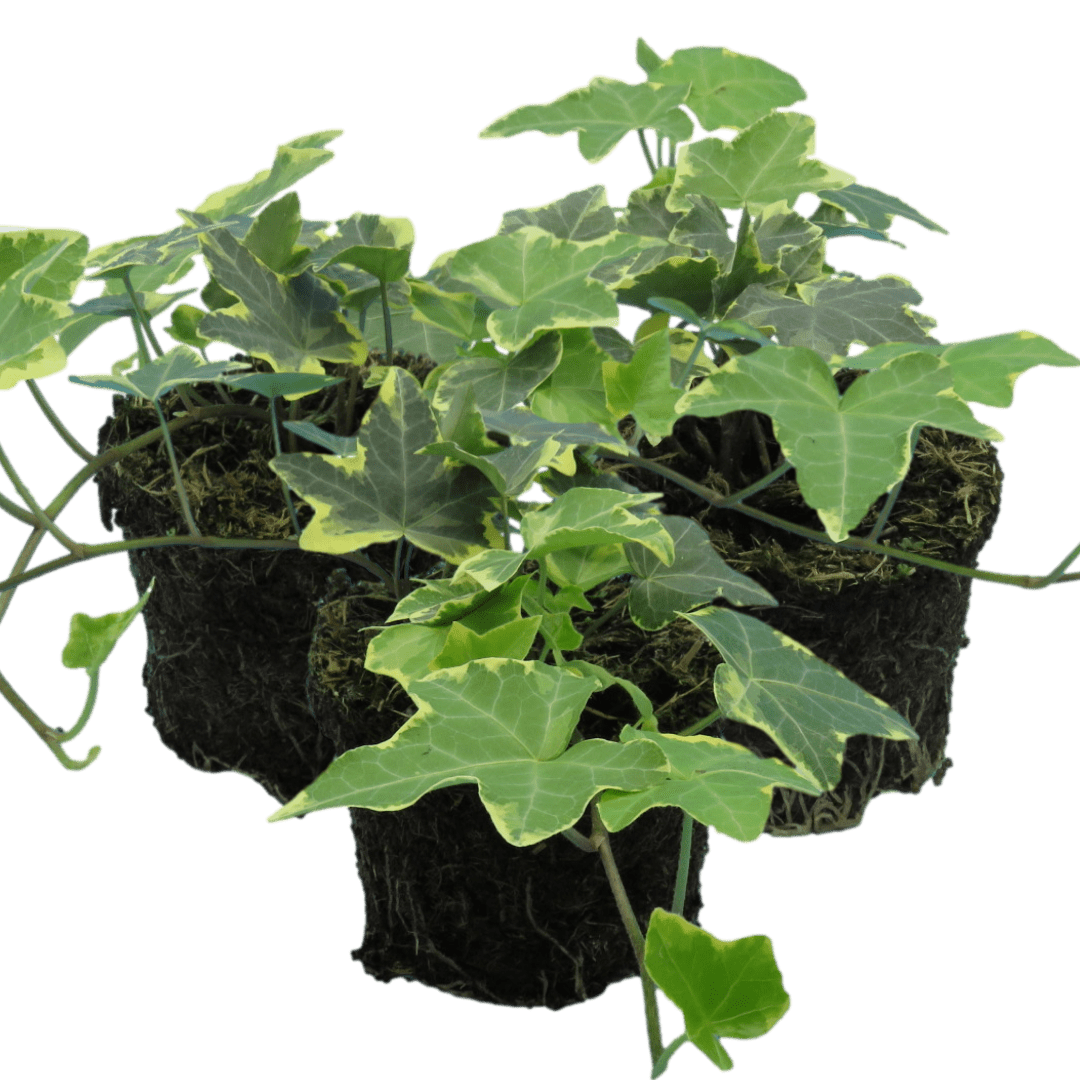 Hedera Helix Gold Variegated - Frankton's