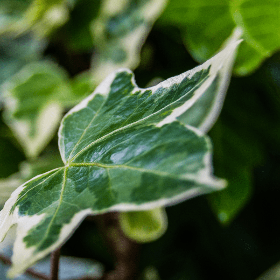 Hedera Helix Silver Variegated - Frankton's