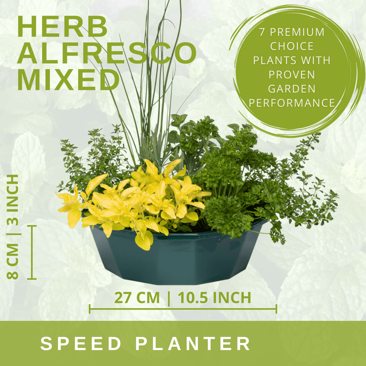 Herb Alfresco Mixed SpeedPlanter – 7 Fresh Culinary Herbs, Garden Ready - Frankton's