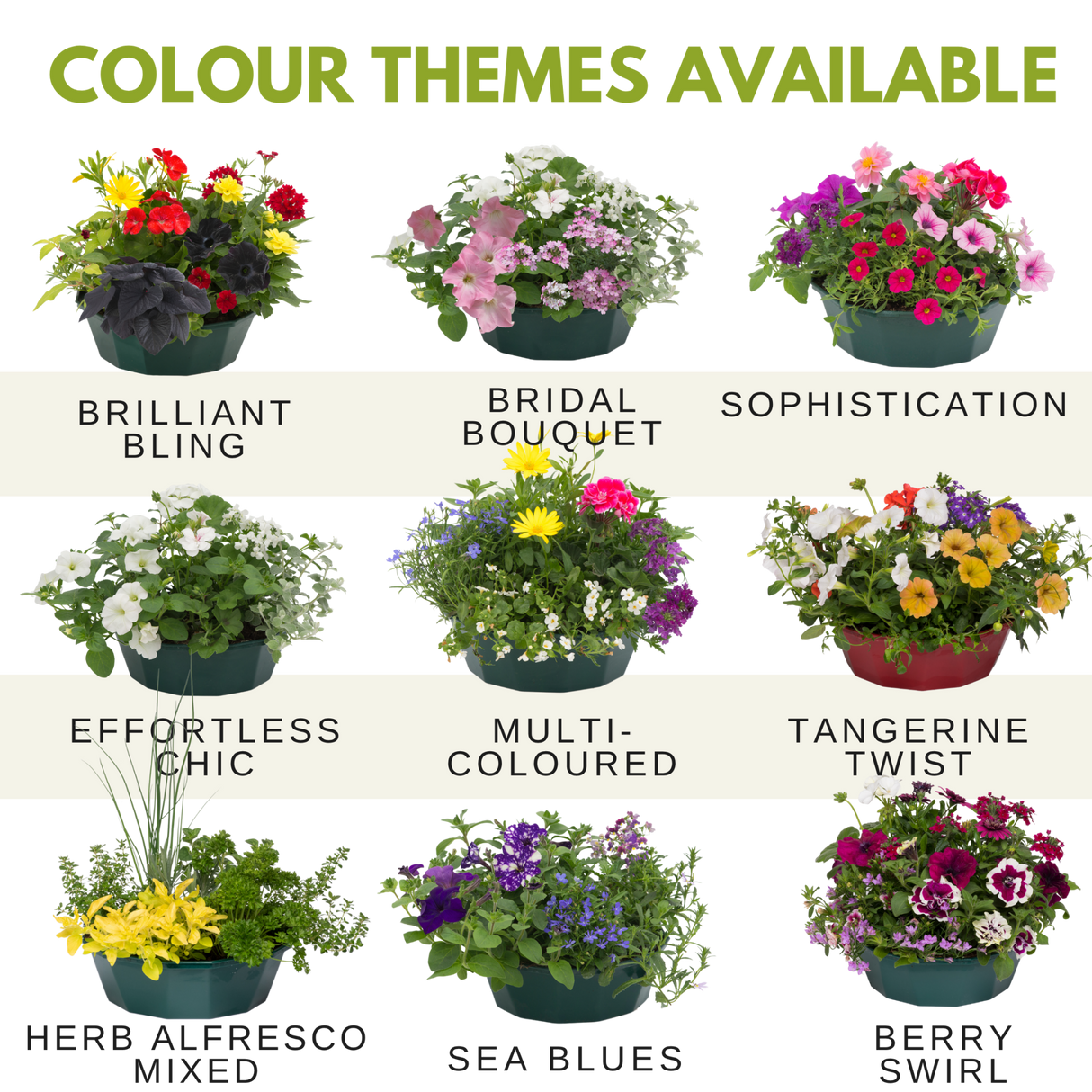 Herb Alfresco Mixed SpeedPlanter – 7 Fresh Culinary Herbs, Garden Ready - Frankton's