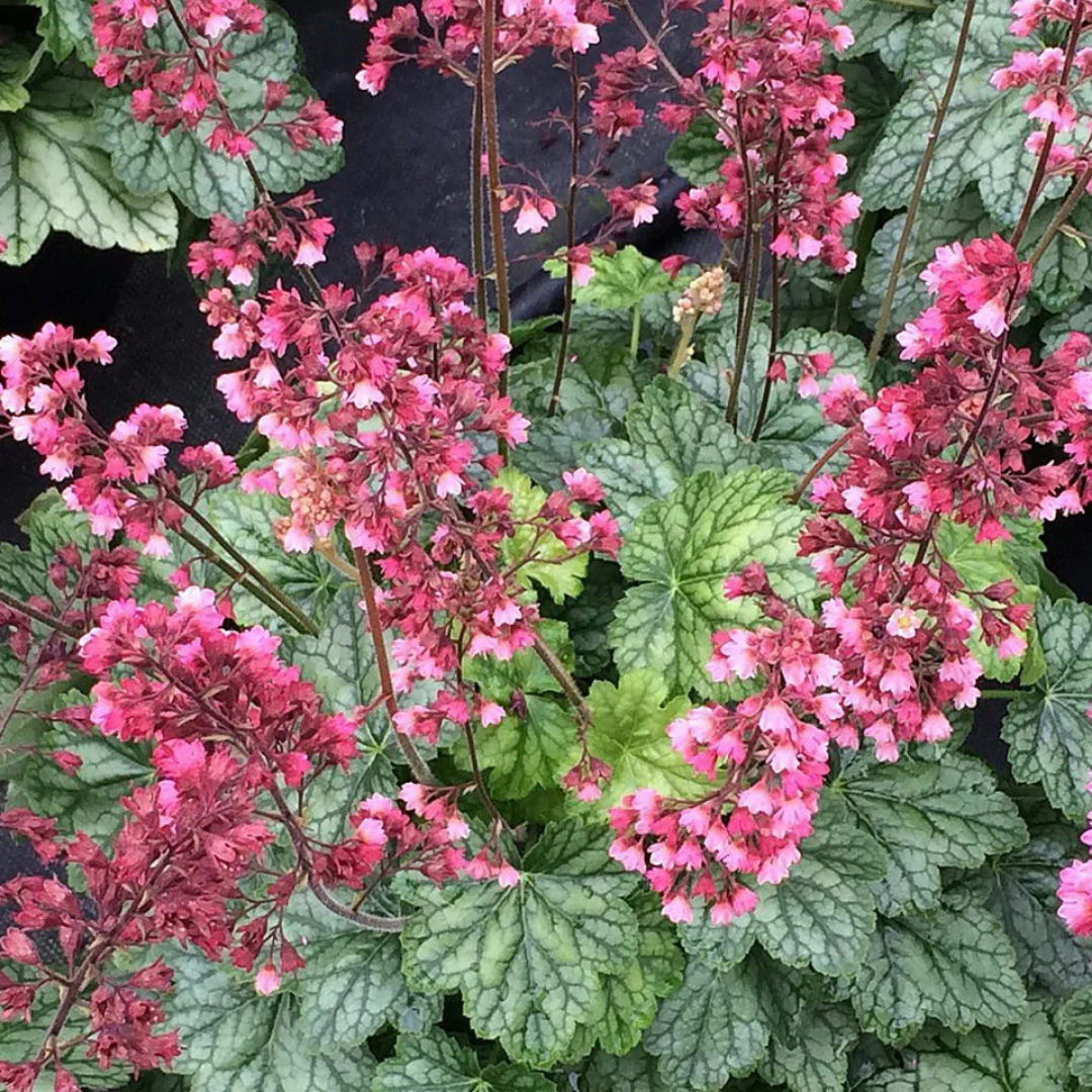 Heuchera Berry Timless - Frankton's