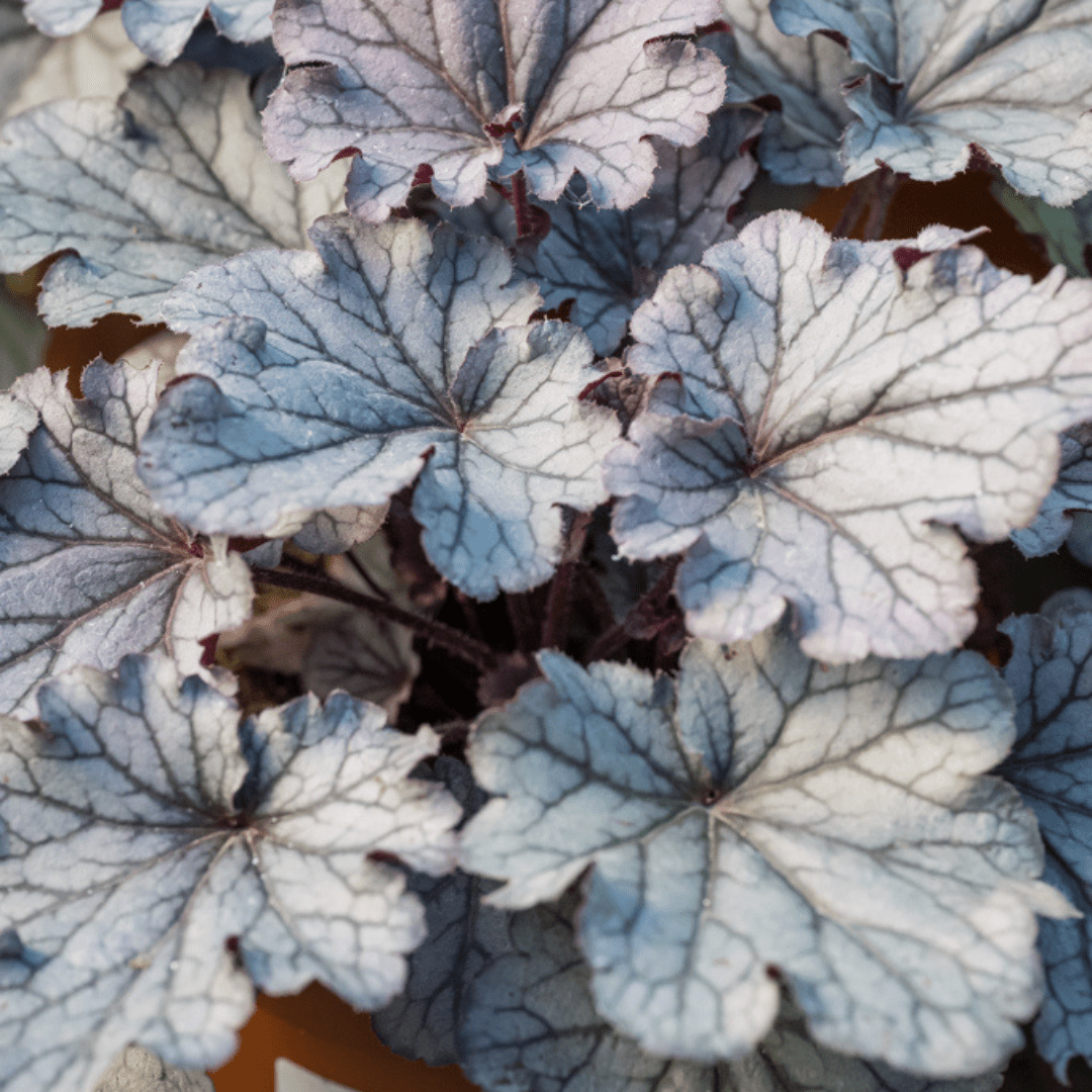 Heuchera Huckleberry - Frankton's