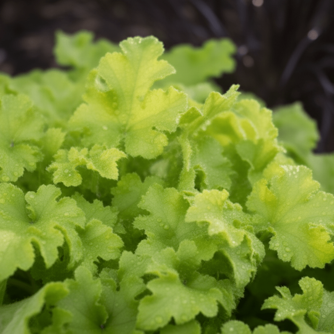 Heuchera Lime Marmalade - Frankton's