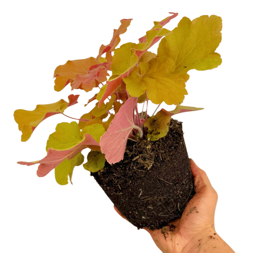 Heuchera Marmalade - Frankton's