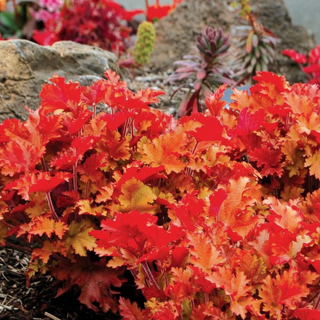 Heuchera Marmalade - Frankton's
